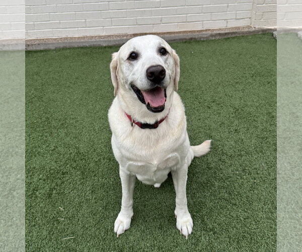 Medium Photo #2 Labrador Retriever Puppy For Sale in Fort Worth, TX, USA
