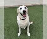 Small #1 Labrador Retriever