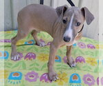 Small #1 Italian Greyhound