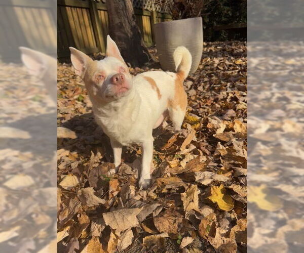 Medium Photo #1 Chihuahua-Unknown Mix Puppy For Sale in Raleigh, NC, USA