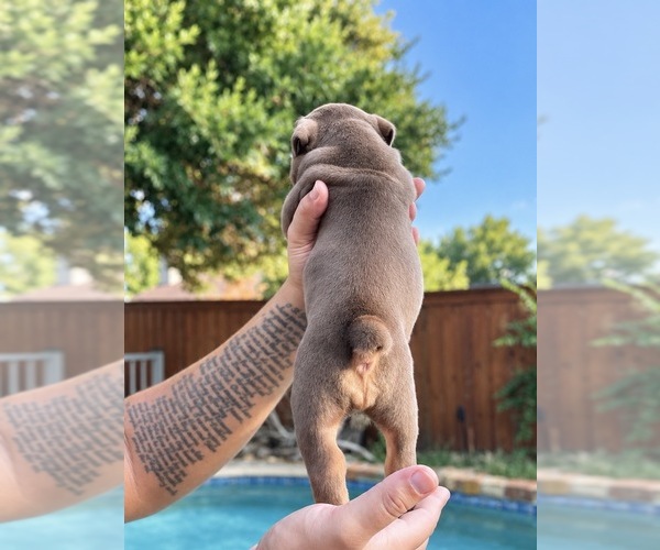 Medium Photo #3 Olde English Bulldogge Puppy For Sale in FORT WORTH, TX, USA