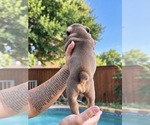 Small Photo #13 Olde English Bulldogge Puppy For Sale in FORT WORTH, TX, USA