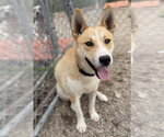 Small #12 Siberian Husky Mix