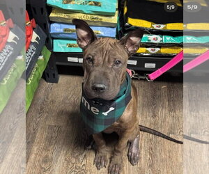 Mutt Dogs for adoption in Polson, MT, USA