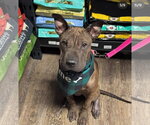 Sharkleberry - Female Mutt Dog for Adoption - Small photo