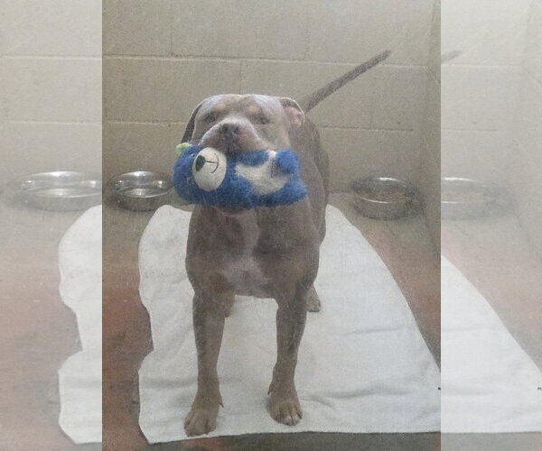 Medium Photo #3 American Pit Bull Terrier-Unknown Mix Puppy For Sale in Magnolia Springs, AL, USA