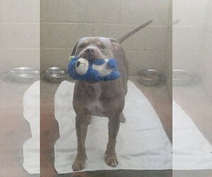 Huey - Male American Pit Bull Terrier-Unknown Mix Dog for Adoption - Photo #3