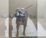 Small Photo #3 American Pit Bull Terrier-Unknown Mix Puppy For Sale in Magnolia Springs, AL, USA