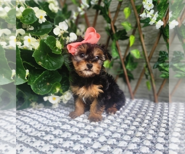 Medium Photo #8 Morkie Puppy For Sale in INDIANAPOLIS, IN, USA