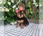 Small #7 Morkie