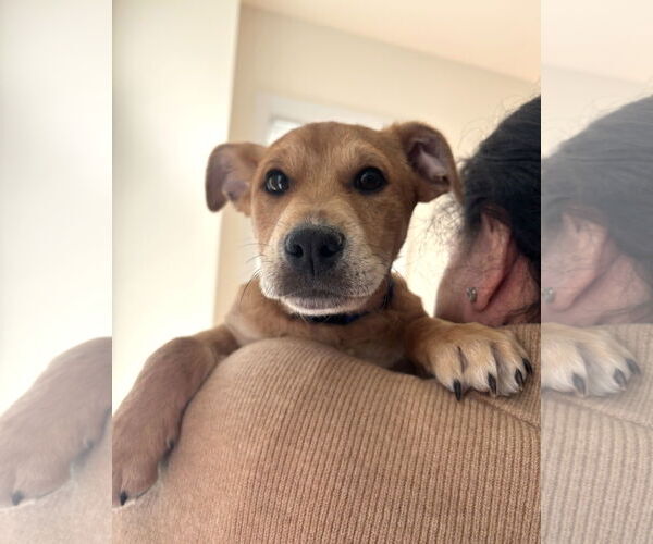 Medium Photo #5 Beagle-Unknown Mix Puppy For Sale in Arlington, VA, USA