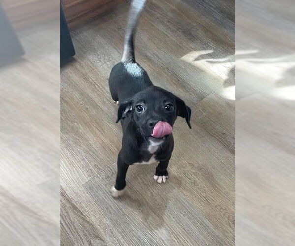 Medium Photo #3 Chihuahua-Unknown Mix Puppy For Sale in New London, WI, USA