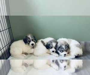 Great Pyrenees Litter for sale in HILTON, NY, USA
