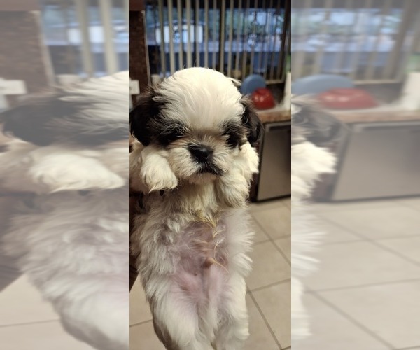 Medium Photo #4 Shih Tzu Puppy For Sale in LAKELAND, FL, USA