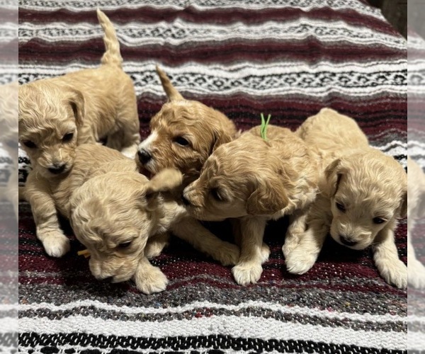Medium Photo #1 Bichon Frise Puppy For Sale in VANCOUVER, WA, USA