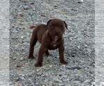 Puppy 5 American Pit Bull Terrier