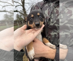 Medium Border Collie-Texas Heeler Mix