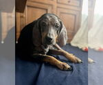 Small #1 Mutt
