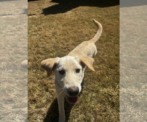 Golden Labrador Dogs for adoption in Ball Ground, GA, USA