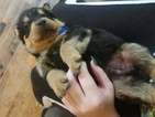 Small Photo #1 Rottweiler Puppy For Sale in INDEPENDENCE, MO, USA