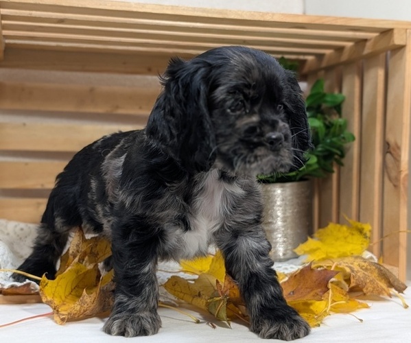 Medium Photo #4 Cocker Spaniel Puppy For Sale in GOSHEN, IN, USA