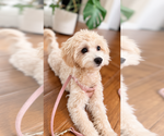 Toffee - Female Maltipoo (Toy) Puppy for Sale - Photo #6