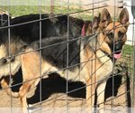 Small Photo #4 German Shepherd Dog Puppy For Sale in Rockdale, TX, USA