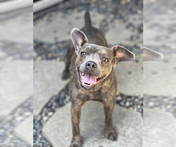 Medium Photo #1 Bulldog-Chihuahua Mix Puppy For Sale in Dana Point, CA, USA