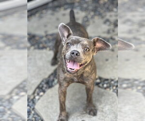Bulldog-Chihuahua Mix Dogs for adoption in Dana Point, CA, USA