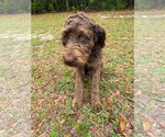 Small #3 German Shorthaired Pointer-Poodle (Standard) Mix