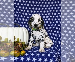 Dalmatian Puppy for sale in QUARRYVILLE, PA, USA