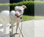 Small #4 American Bulldog Mix