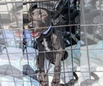 Small #2 Miniature Pinscher Mix