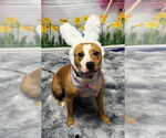 Small #1 American Pit Bull Terrier