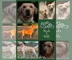 Small #7 Labrador Retriever