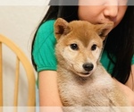 Small Photo #16 Shiba Inu Puppy For Sale in FREMONT, CA, USA