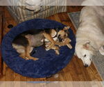 Small #3 Beagle Mix