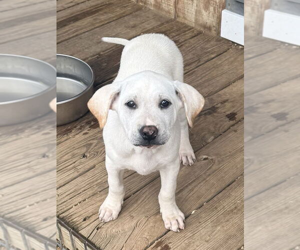 Medium Photo #8 Labrador Retriever-Unknown Mix Puppy For Sale in Bolivar, MO, USA