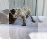 Small #2 Wirehaired Pointing Griffon