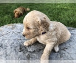 Small Photo #5 Goldendoodle Puppy For Sale in GREENSBURG, KY, USA
