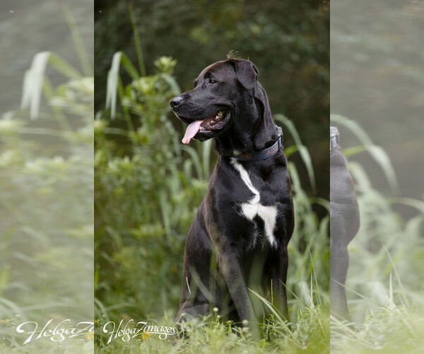 Medium Photo #5 Labrador Retriever-Unknown Mix Puppy For Sale in Tampa, FL, USA