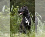 Small #4 Labrador Retriever Mix