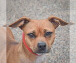 Small #3 Pug Mix