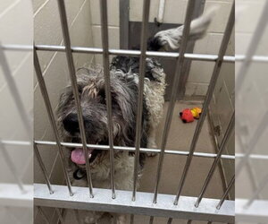 Old English Sheepdog Dogs for adoption in Decatur, IL, USA