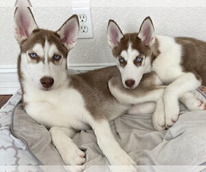 Siberian Husky Puppy for sale in WEST PALM BEACH, FL, USA