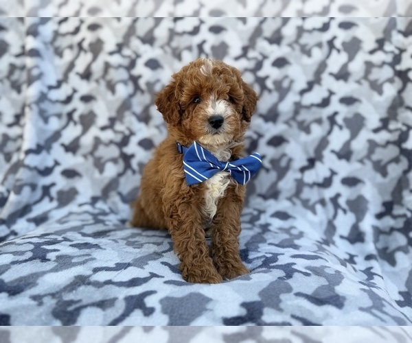 Medium Photo #4 Cavapoo (Miniature) Puppy For Sale in LAKELAND, FL, USA