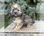 Small #3 Shorkie Tzu