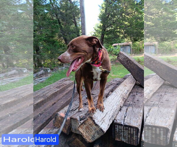 Medium Photo #1 Mutt Puppy For Sale in Farmerville, LA, USA