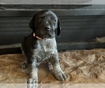 Puppy Light pink German Shorthaired Pointer