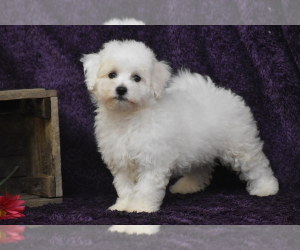 Medium Photo #1 Bichon Frise Puppy For Sale in ELDORADO, OH, USA